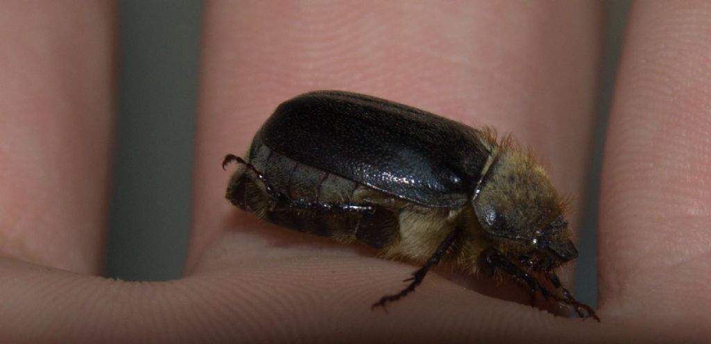 Aplidia hirticollis, Melolonthidae