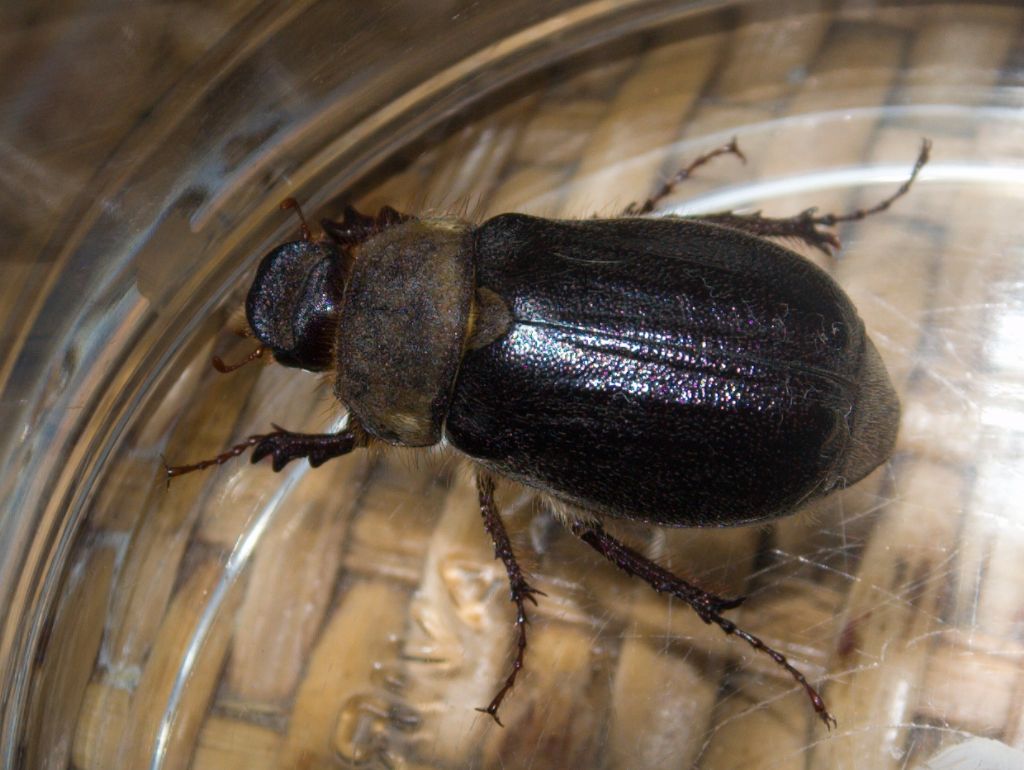 Aplidia hirticollis, Melolonthidae