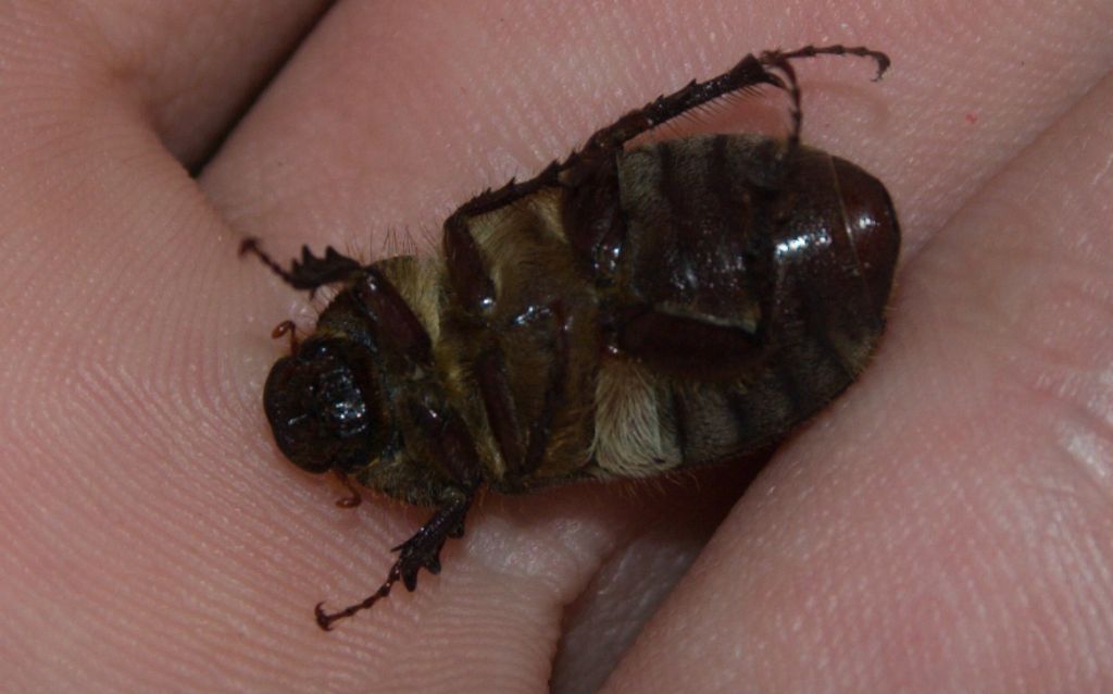 Aplidia hirticollis, Melolonthidae