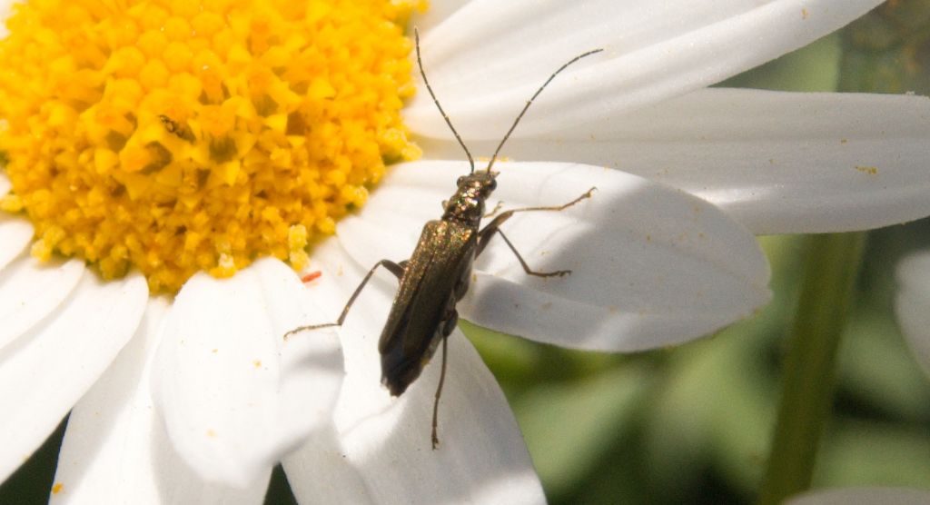 Oedemera cfr. flavipes