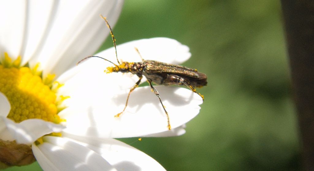 Oedemera cfr. flavipes