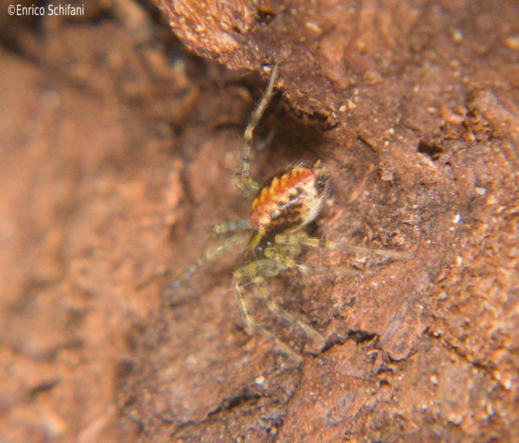 Agelenidae cf. Aterigena aliquoi - Monti Nebrodi (ME)