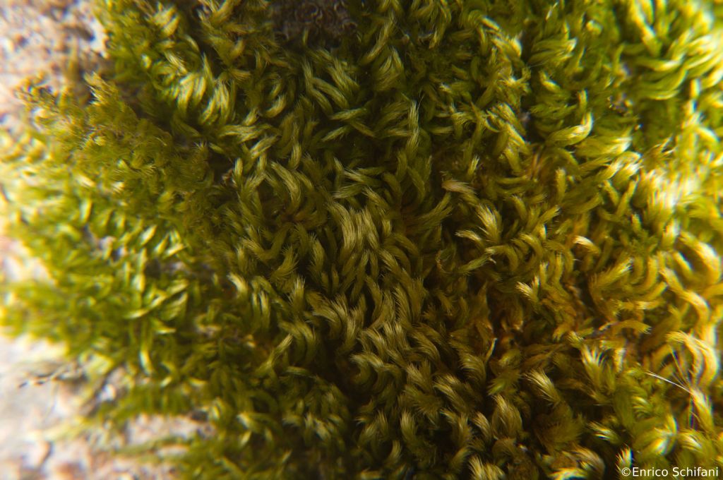 Briofita-2 - Homalothecium sericeum