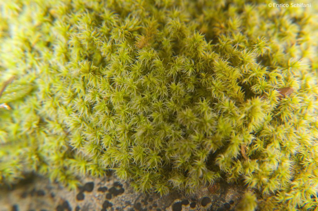 Briofita-3  cfr. Racomitrium canescens