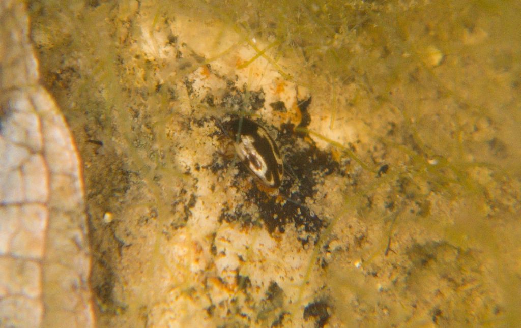 Graptodytes varius - Dytiscidae