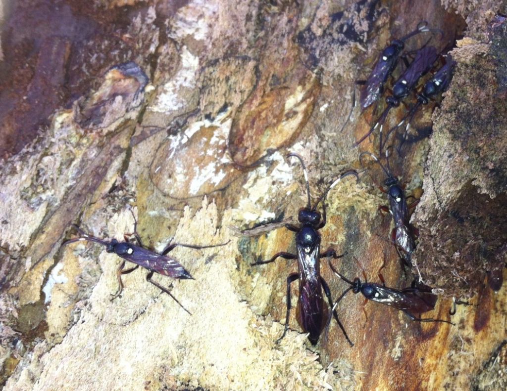 Sphecidae? No, Ichneumonidae (svernanti?)