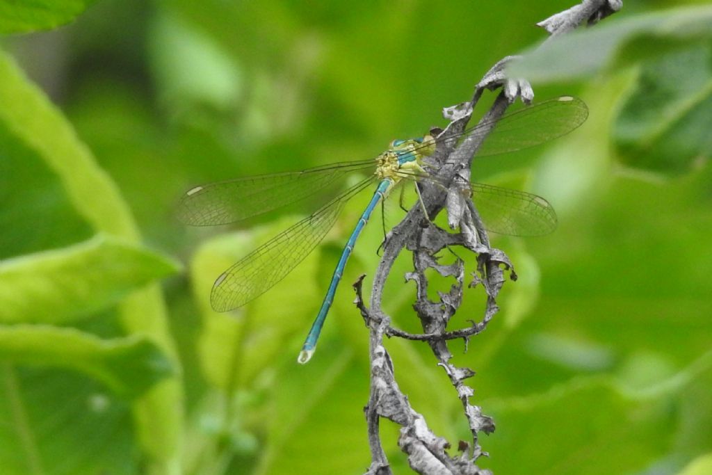 ID Lestes: L. barbarus, maschio neosfarfallato