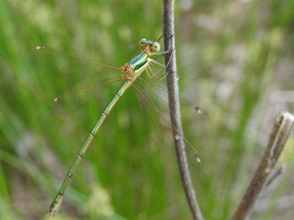 ID Lestes: L. barbarus, maschio neosfarfallato