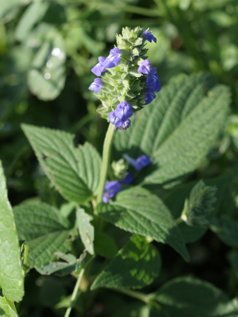 Salvia hispanica