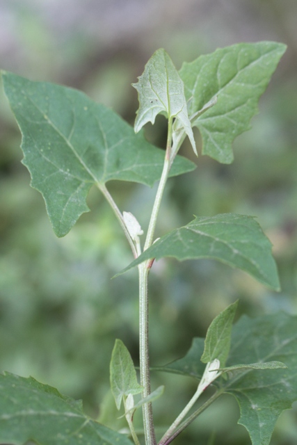 Atriplex sp.
