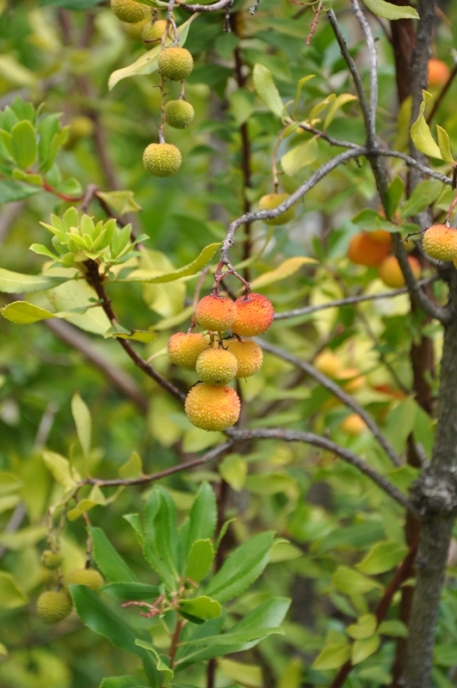 Arbutus unedo