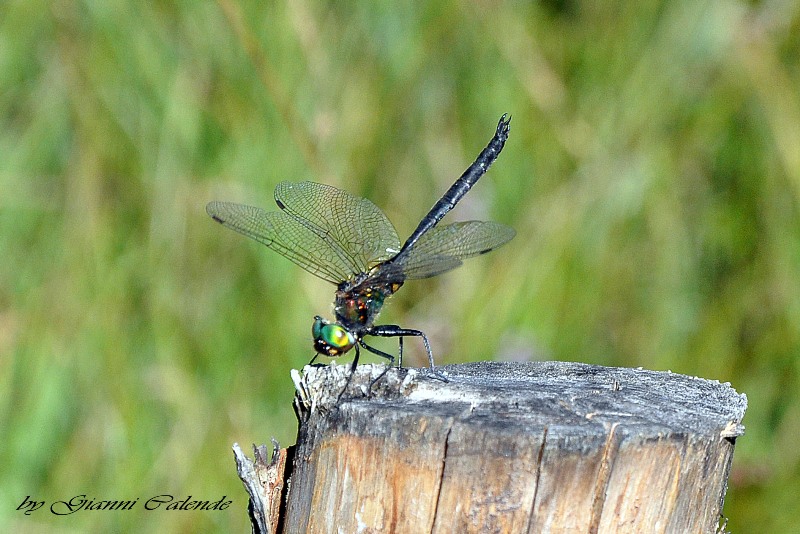 Cordulia aenea o Somatochlora arctica?