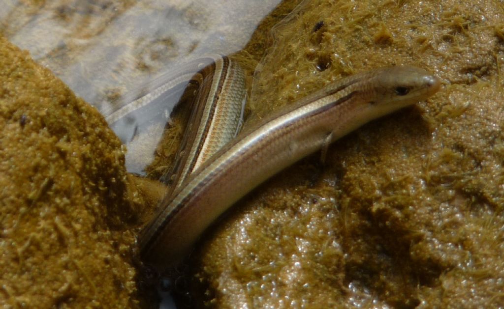 Luscengola Chalcides chalcides