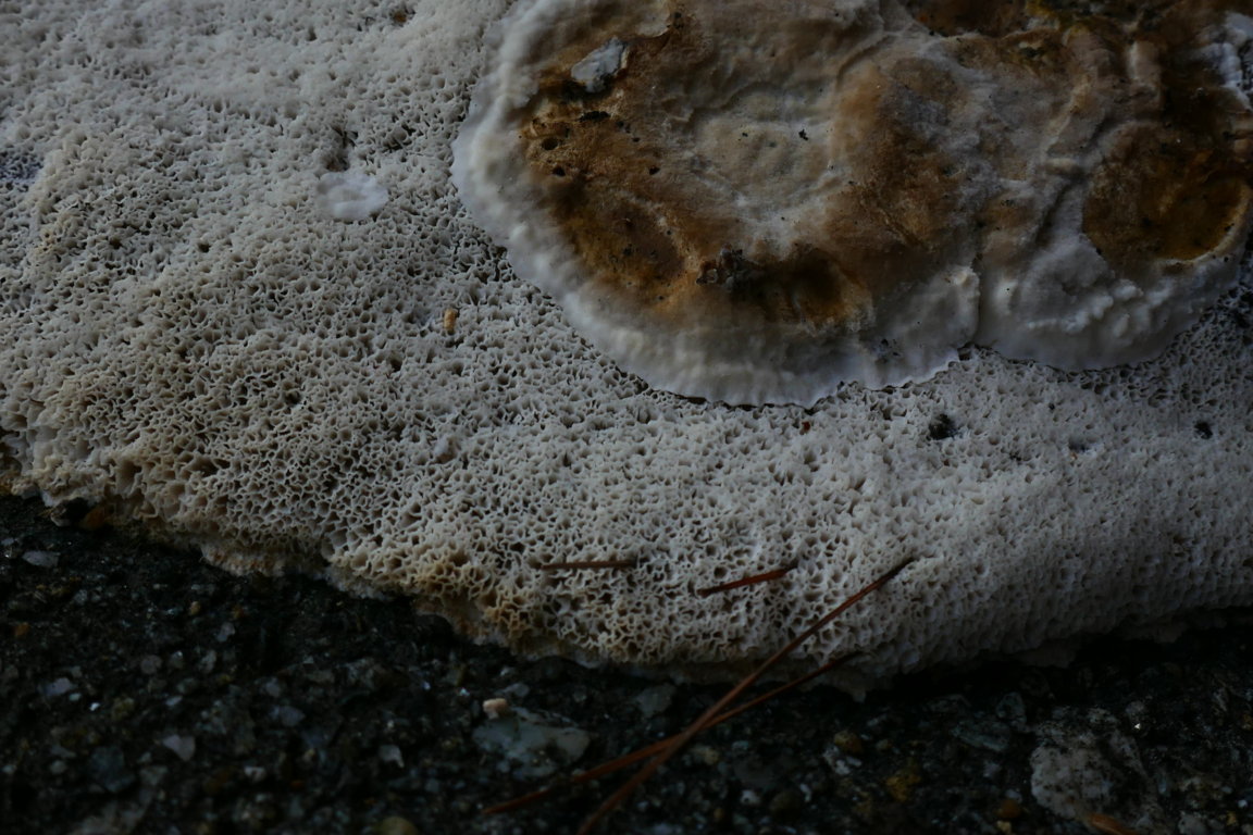 Strana polyporacea cresciuta a Mongrando (BI)