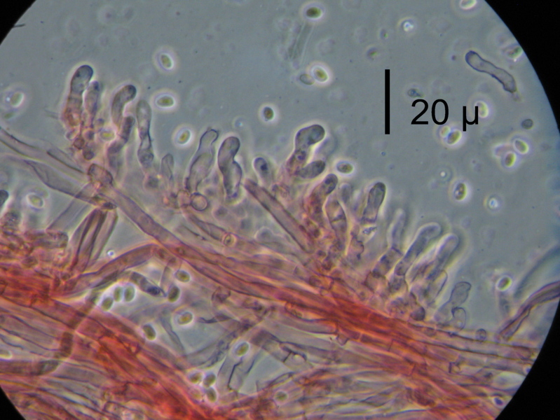 Strana polyporacea cresciuta a Mongrando (BI)