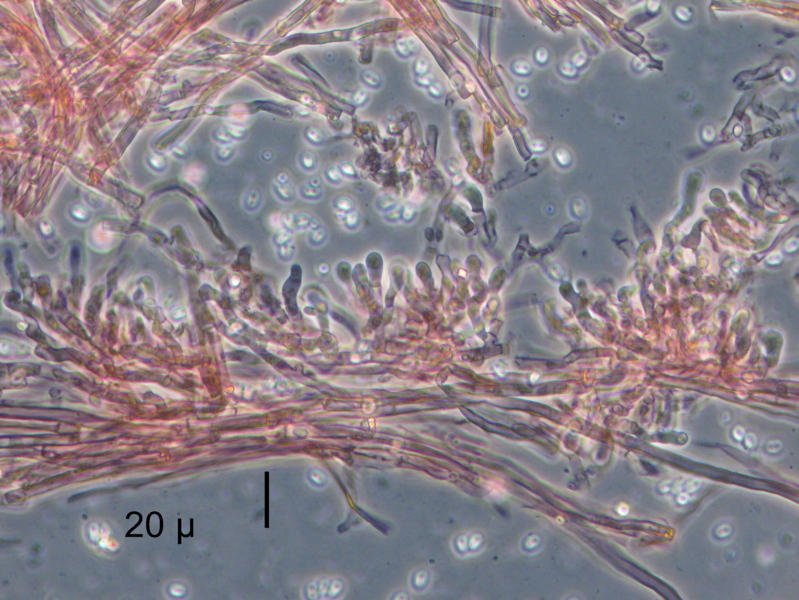 Strana polyporacea cresciuta a Mongrando (BI)
