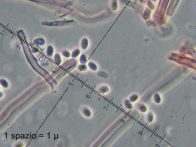 Strana polyporacea cresciuta a Mongrando (BI)