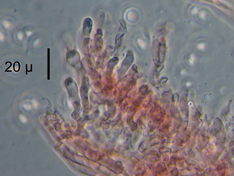 Strana polyporacea cresciuta a Mongrando (BI)