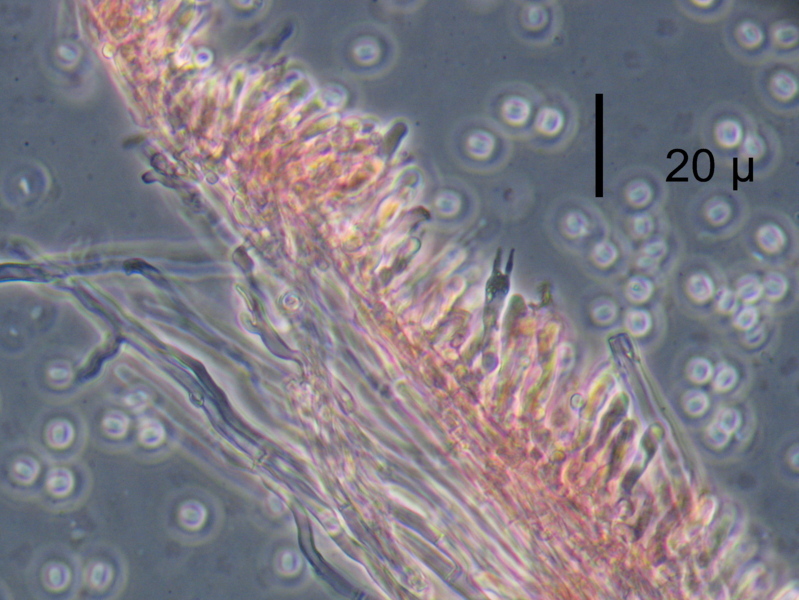 Strana polyporacea cresciuta a Mongrando (BI)