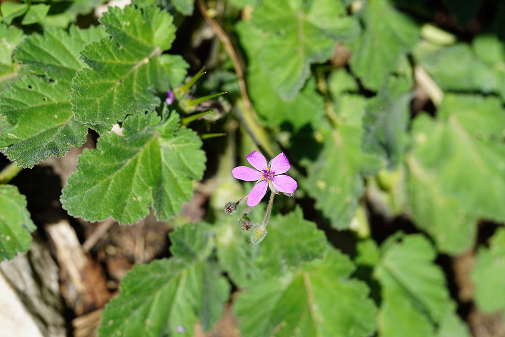 Erodium malacoides