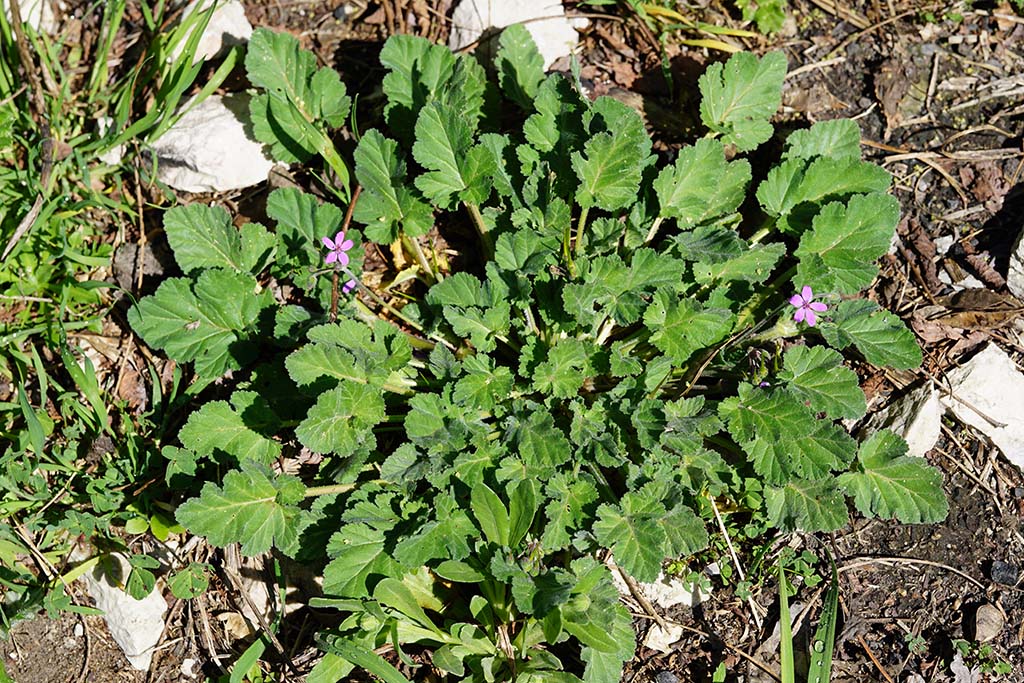 Erodium malacoides