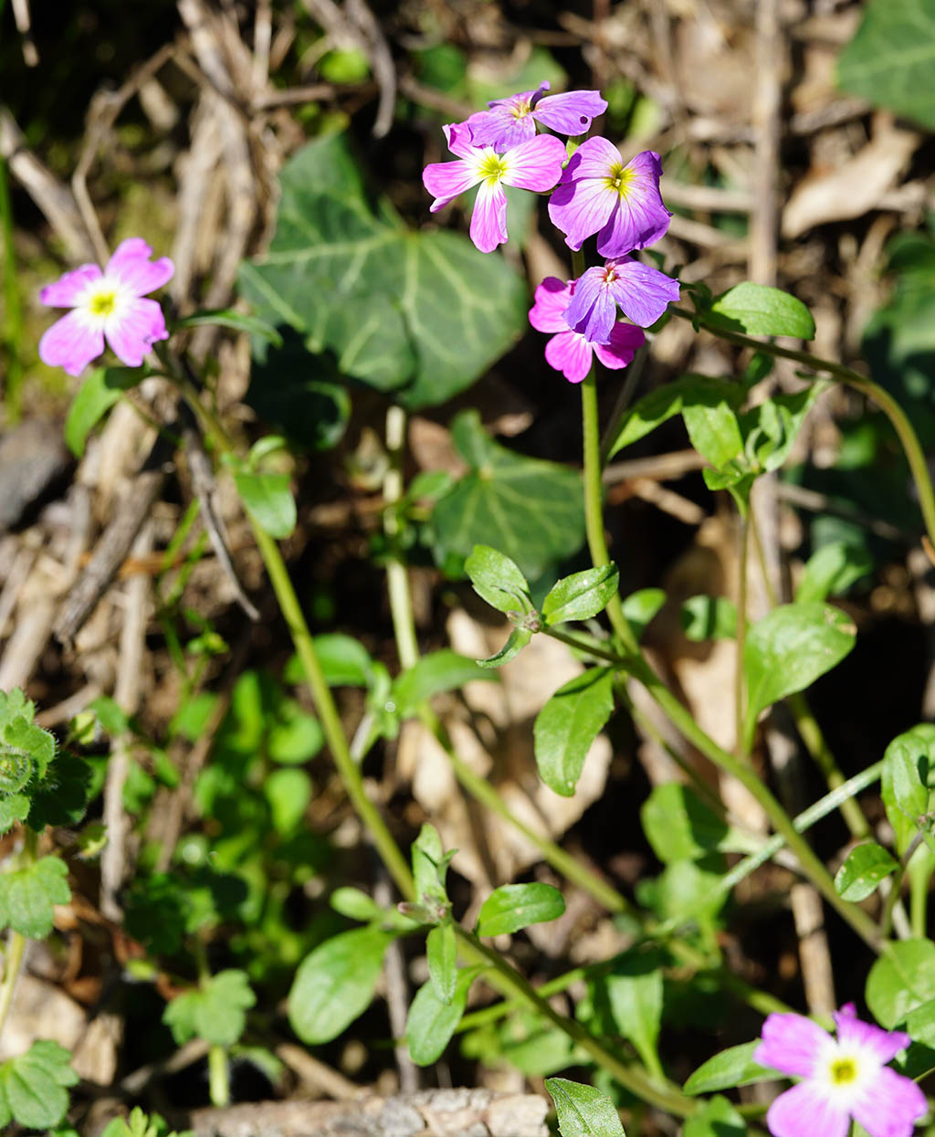 Malcolmia sp.