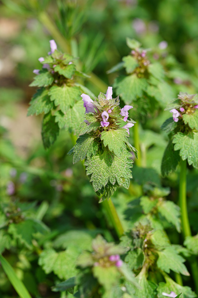 Lamium garganicum??  Lamium purpureum