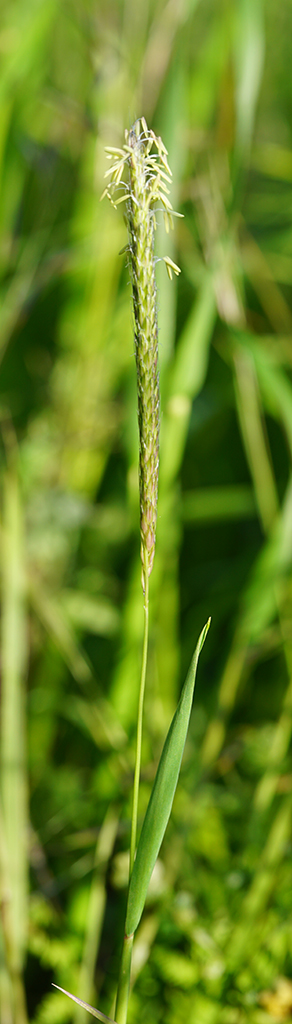 Alopecurus pratensis?