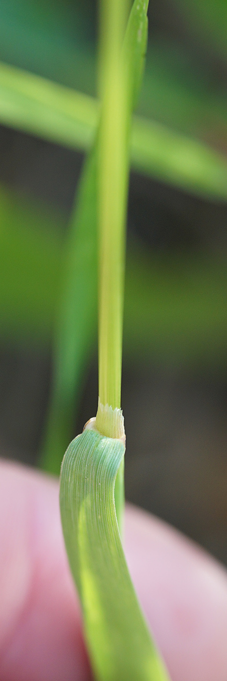 Alopecurus pratensis?