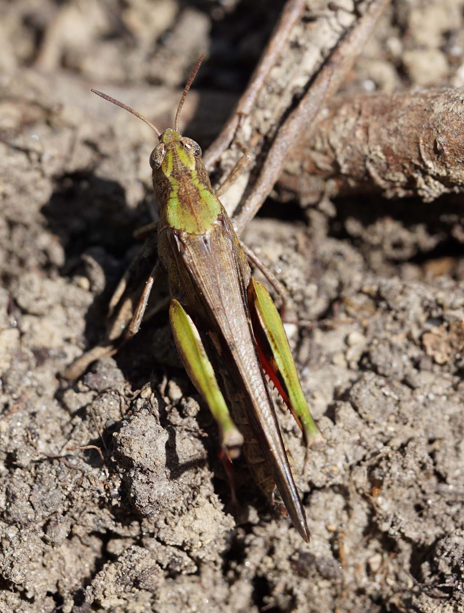 Aiuto determinazione