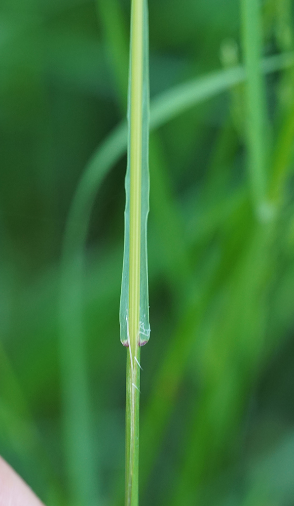 Aiuto determinazione - Poacea