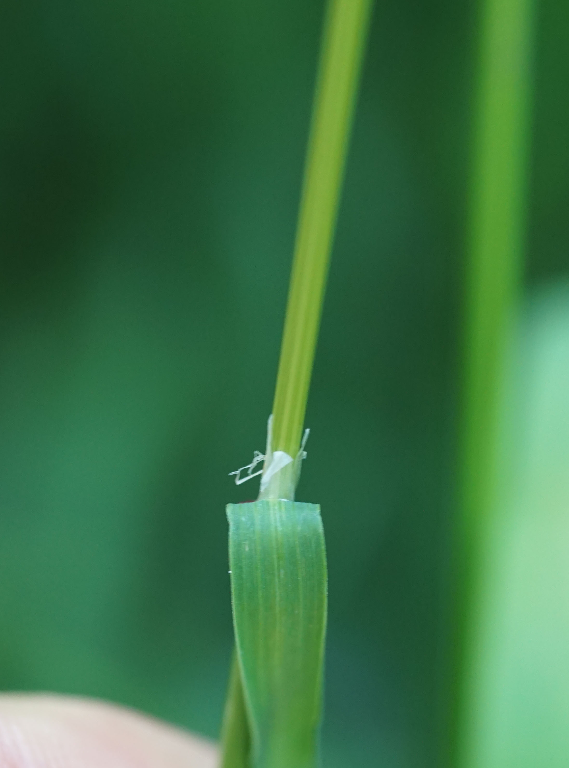 Aiuto determinazione - Poacea