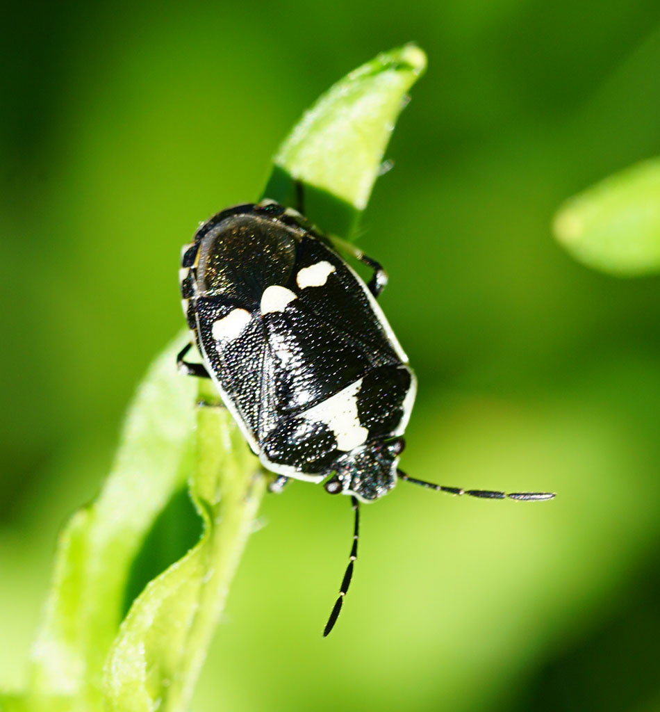 Eurydema oleracea di Mentana (RM).