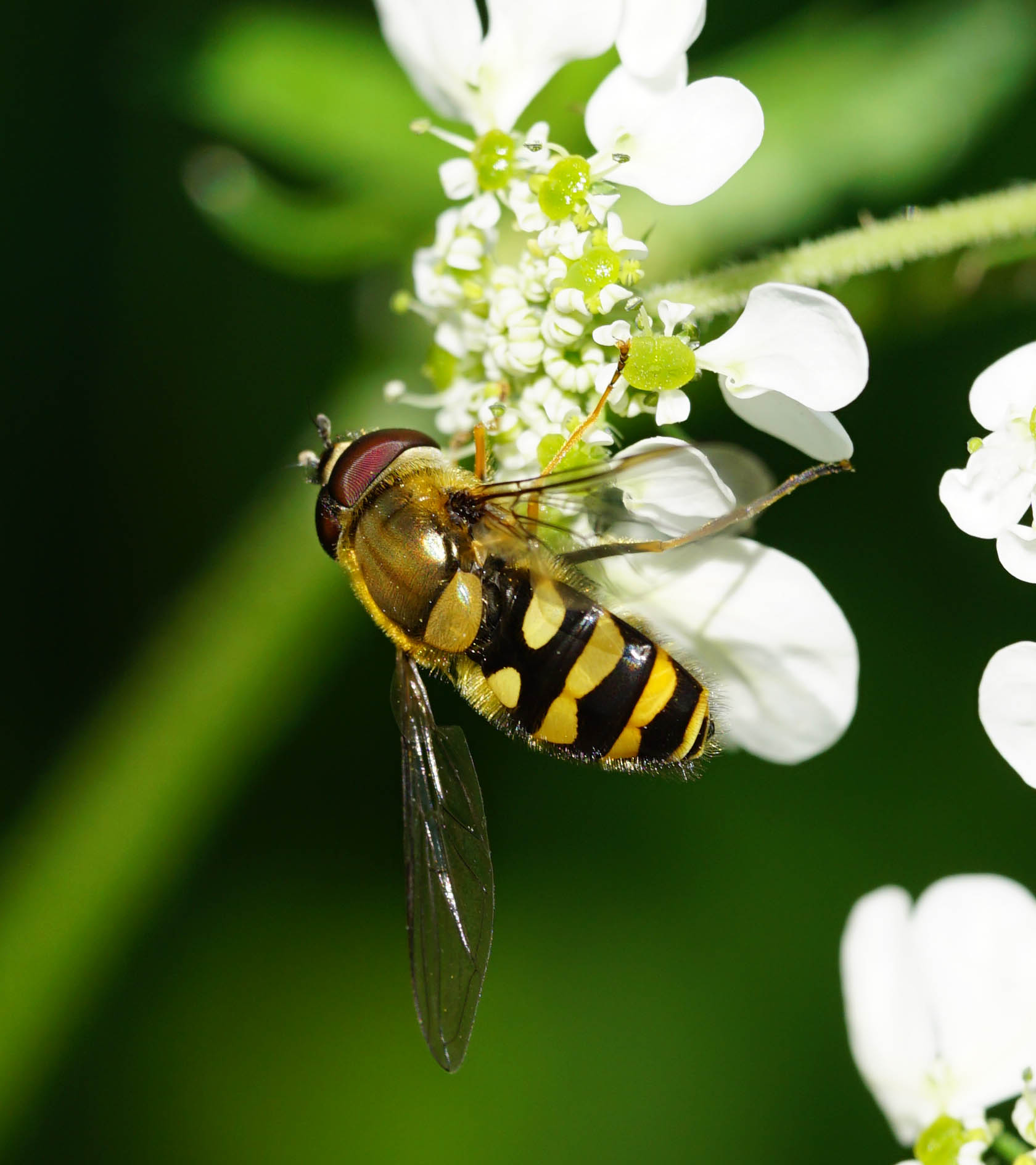 Aiuto determinazione - Syrphus numero 2