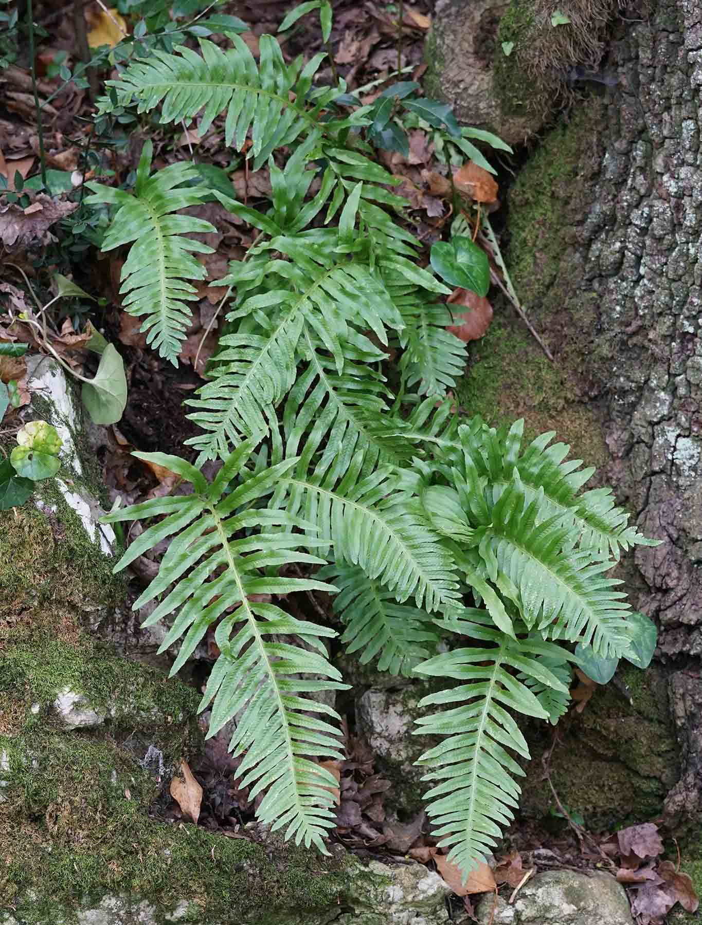 Aiuto determinazione - Polypodium