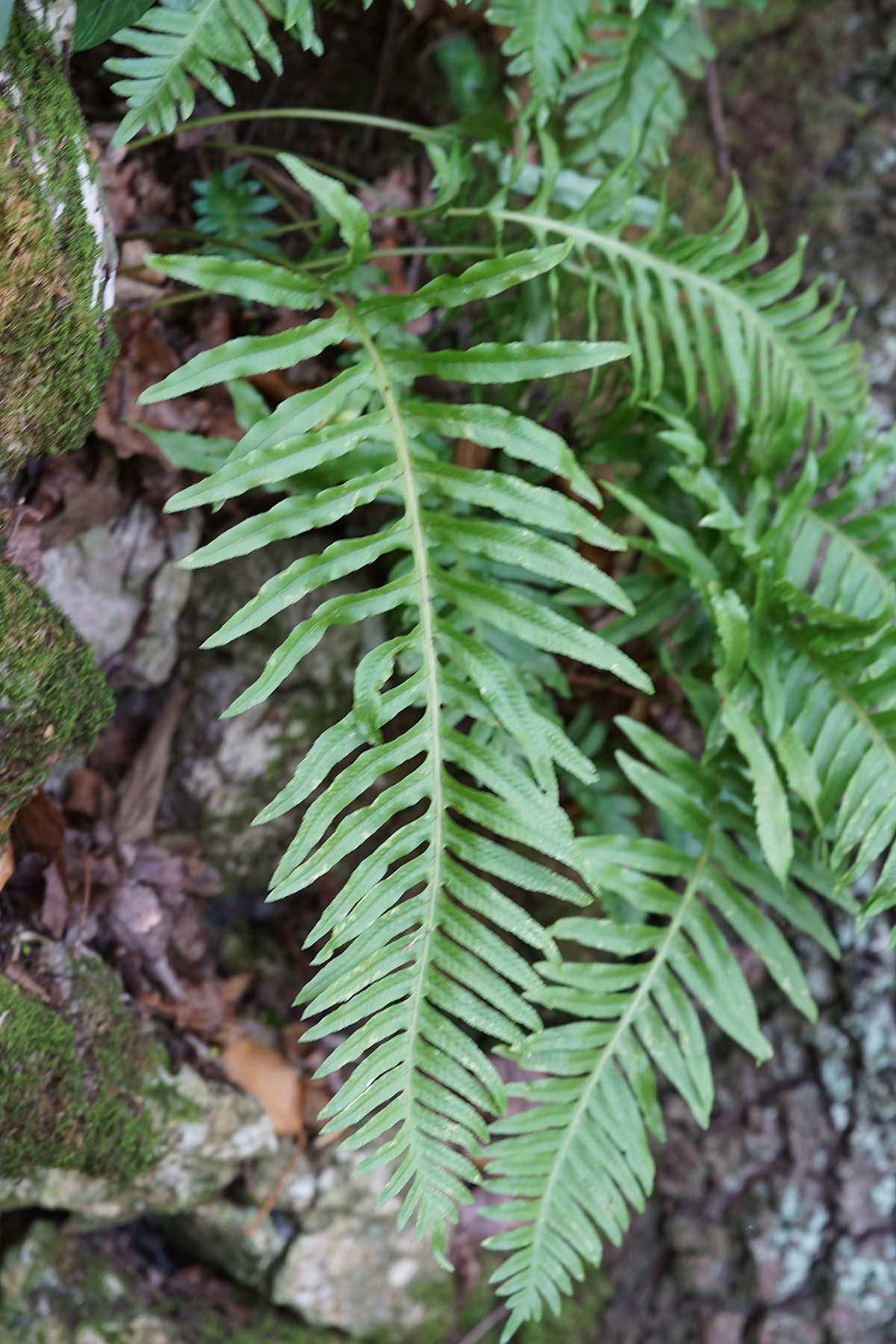 Aiuto determinazione - Polypodium