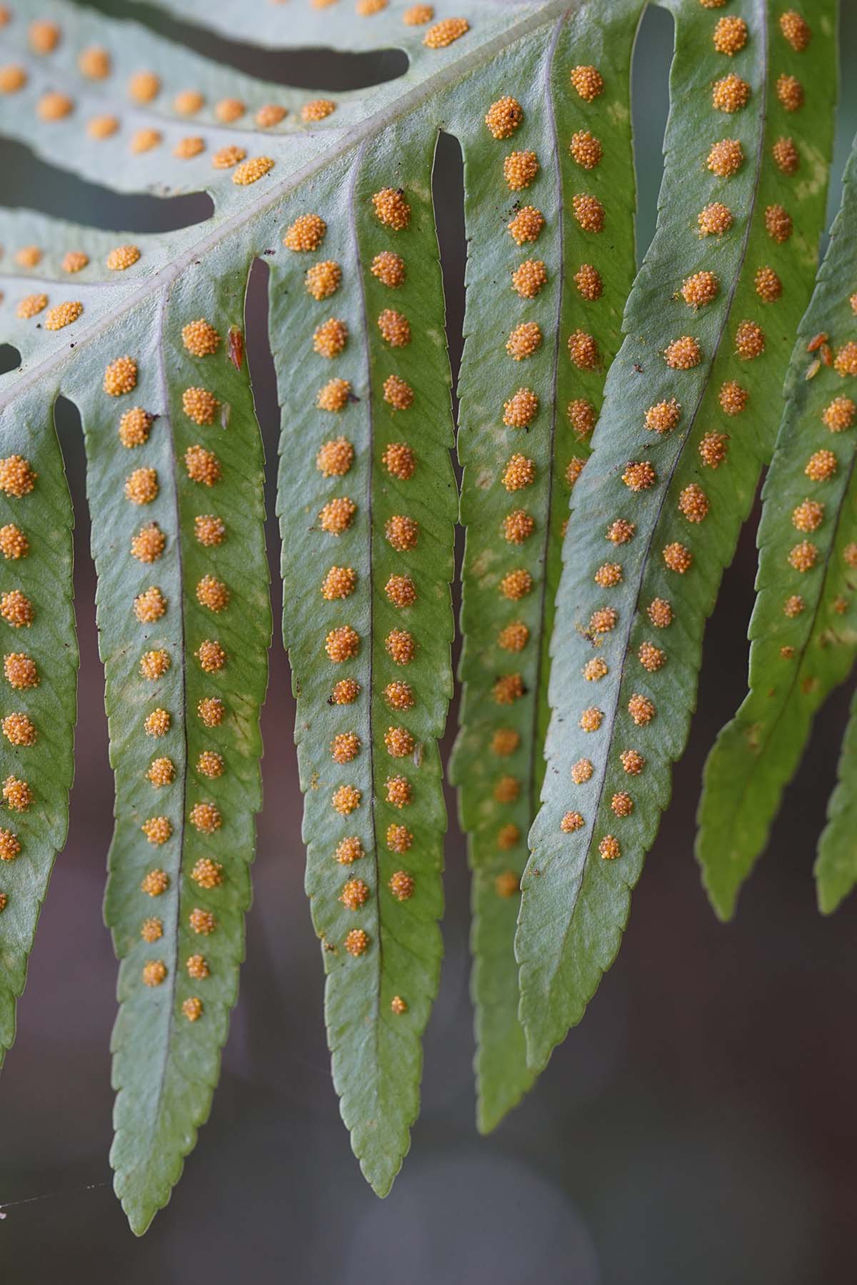 Aiuto determinazione - Polypodium