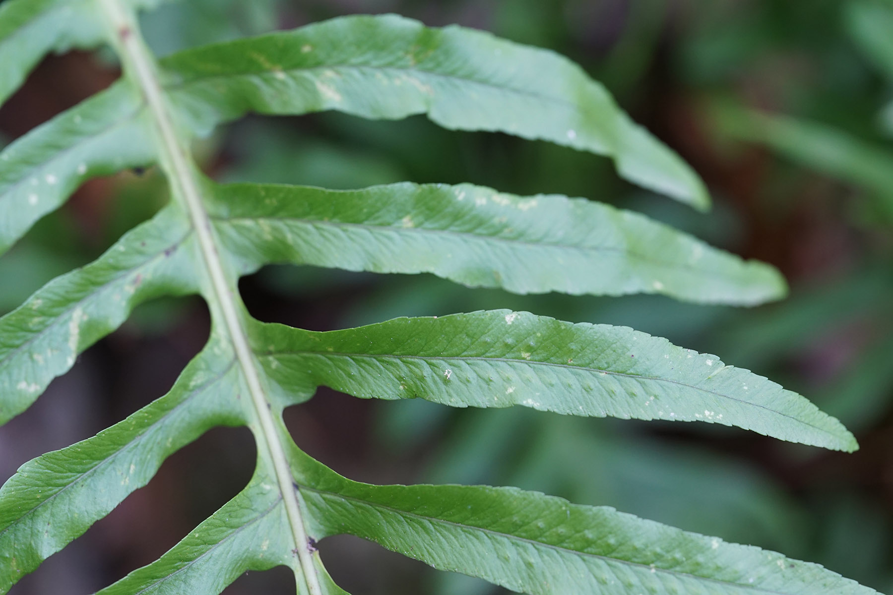 Aiuto determinazione - Polypodium