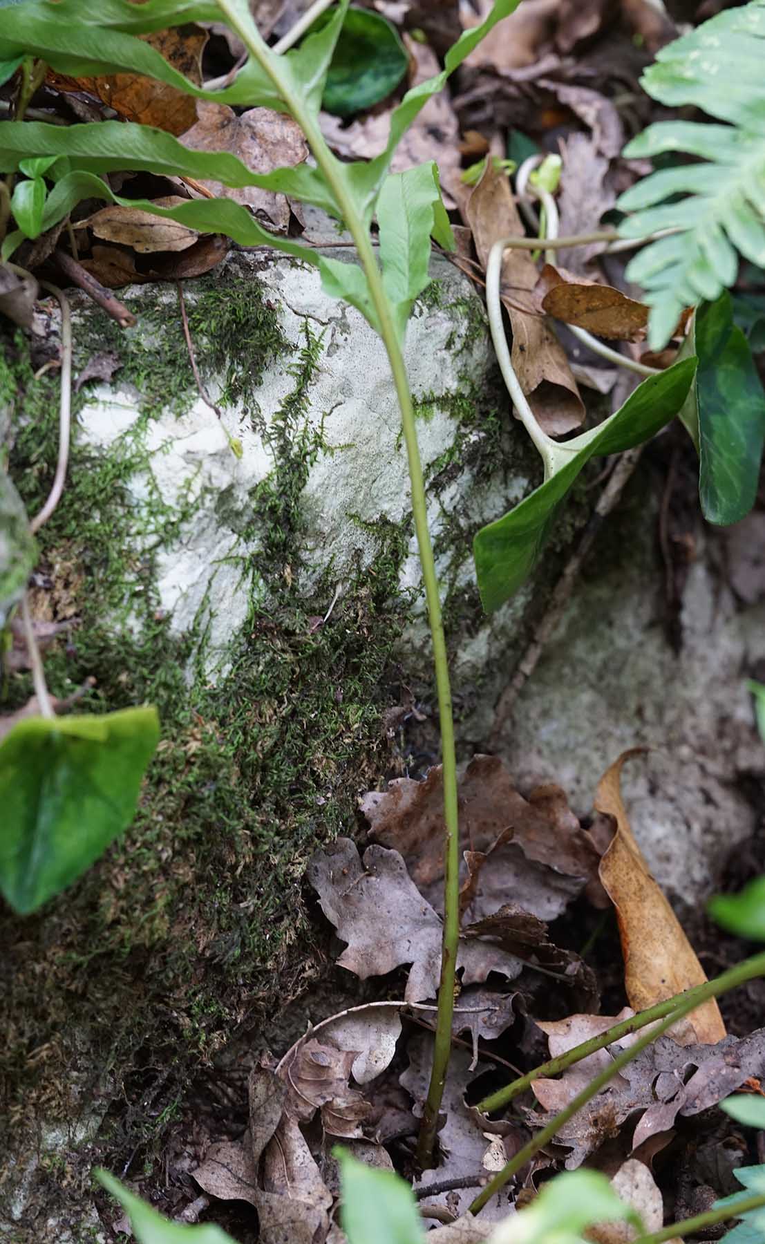 Aiuto determinazione - Polypodium