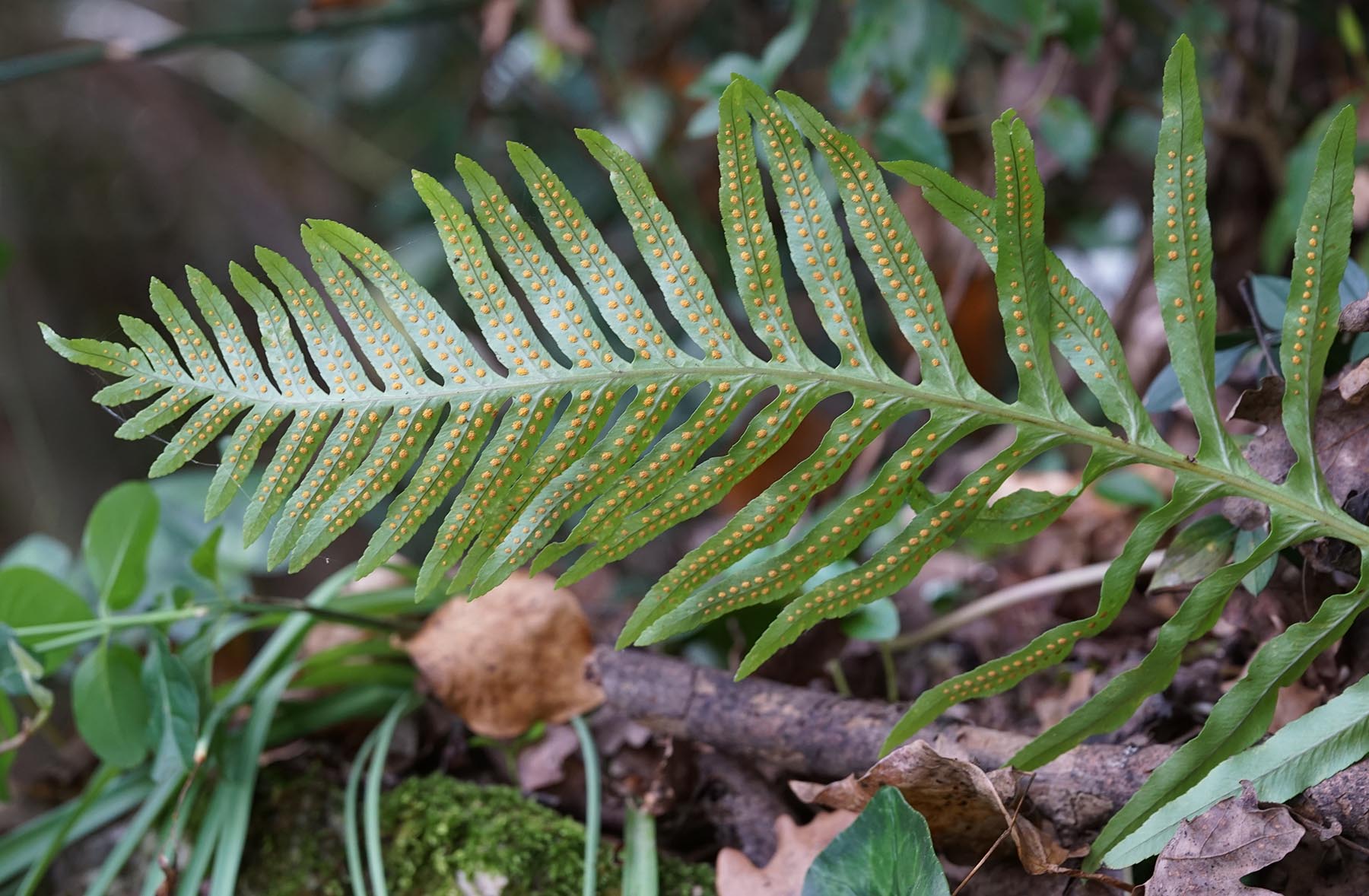 Aiuto determinazione - Polypodium