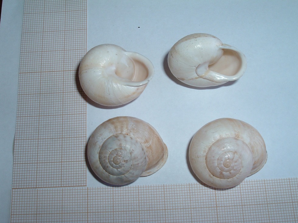 Eobania vermiculata?