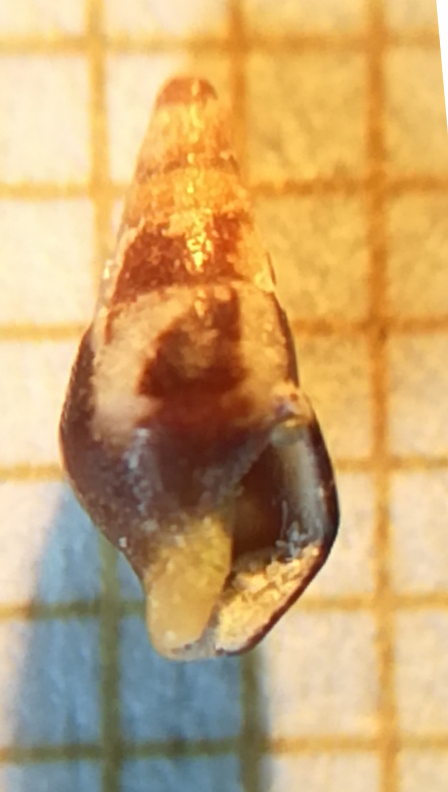 Mitrella?