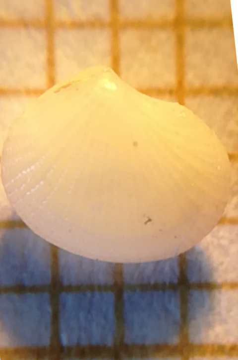 Bivalve a determinare