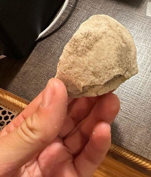 Identificazione di fossile proveniente dal massiccio del Catinaccio - Dolomiti