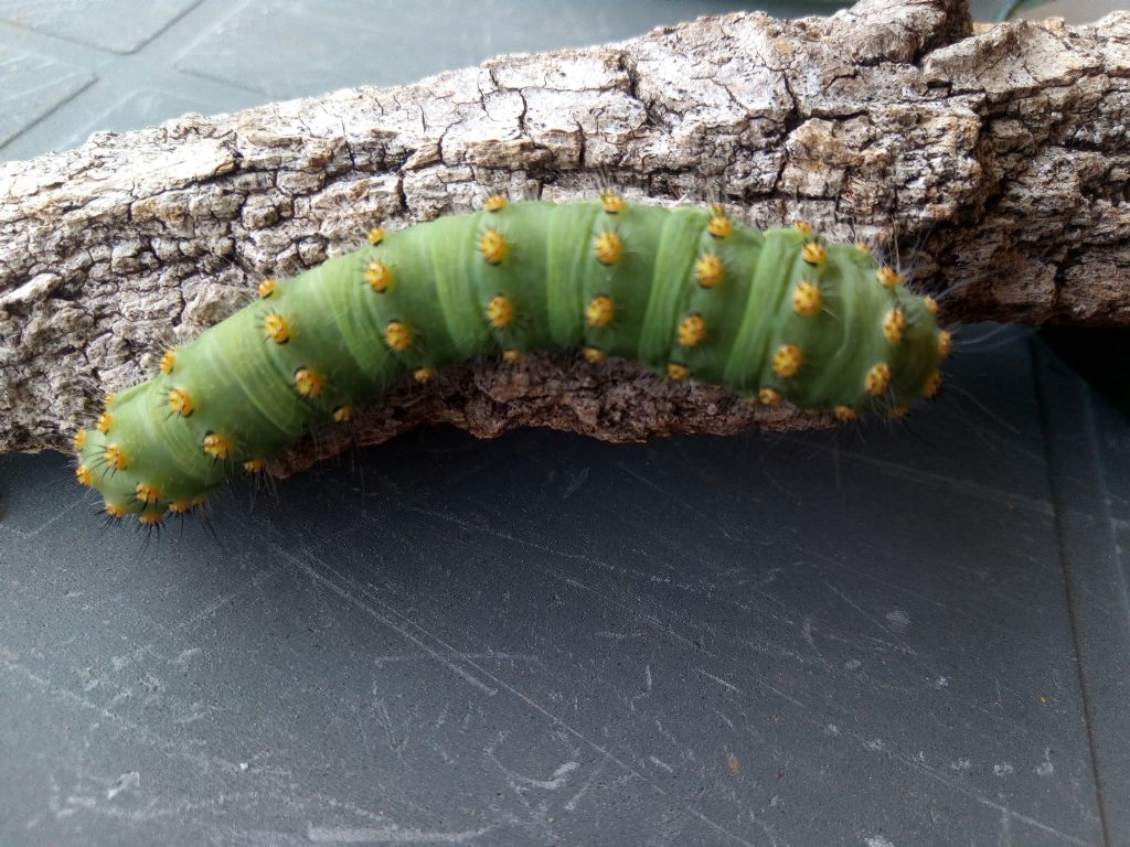 Bruco verde molto grande