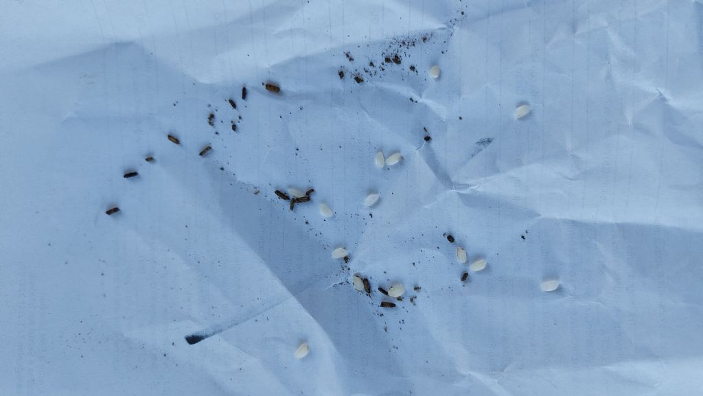 Escrementi di animale
