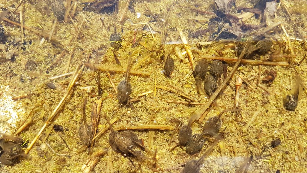 Which tadpoles? (Sicily) Girini di Discoglossus pictus