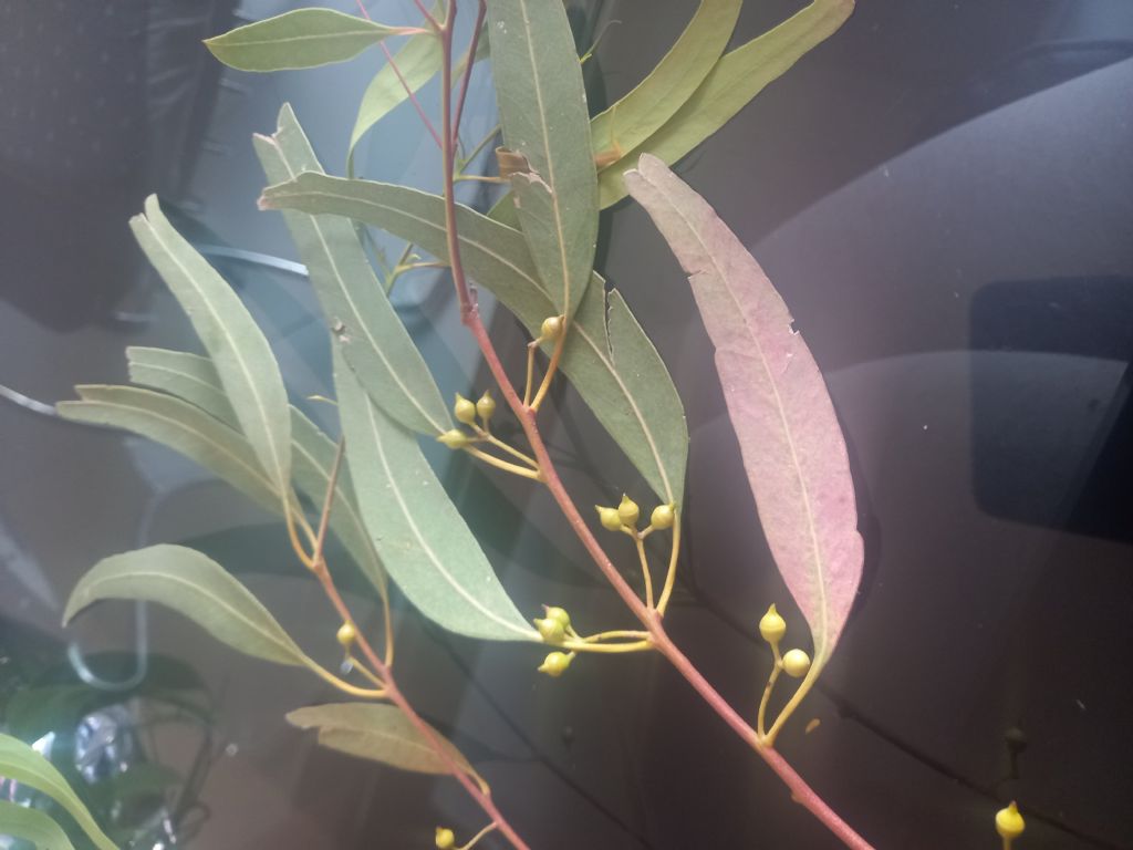 Eucalyptus globulus o Eucalyptus camaldulensis?