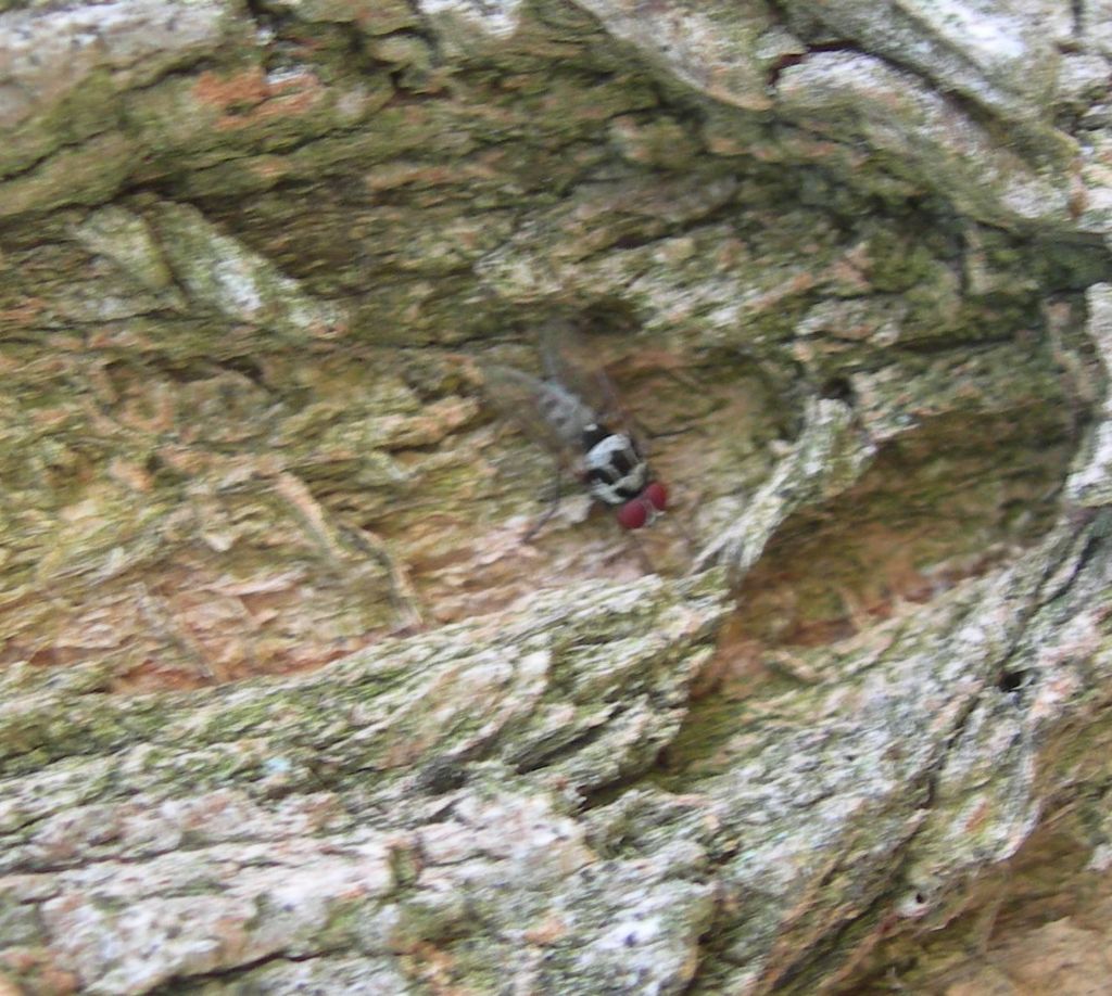 Anthomyiidae ?  S, Anthomyia sp. (gr. procellaris)