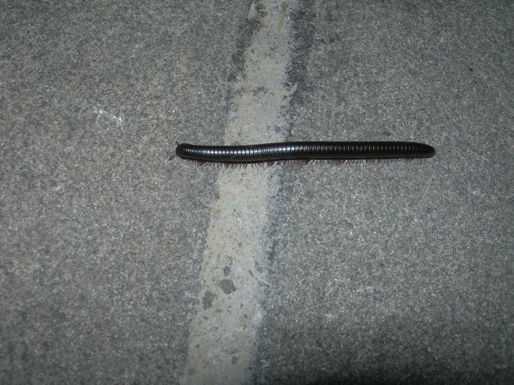 Diplopode Julida